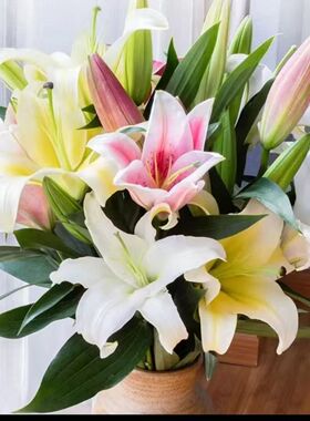 香水百合鲜花云南基地百合批发水养真花家庭插花正香水百合基地