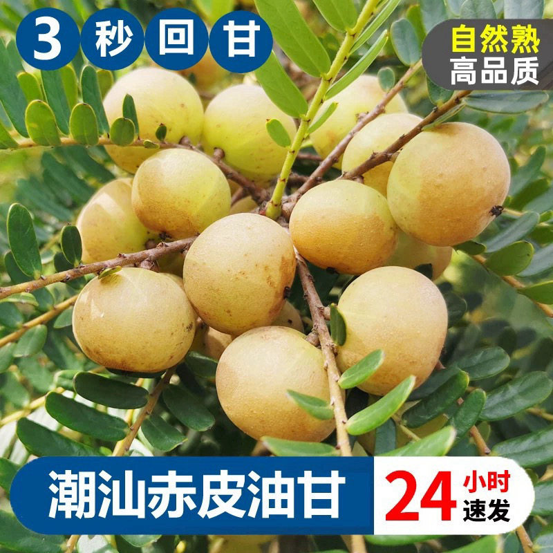 潮汕赤皮油甘小果甜种油甘适合生吃榨汁煲汤泡酒包邮