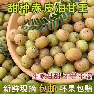 新鲜小个赤皮油柑余甘果牛甘果滇橄榄果余甘子油甘1斤包邮