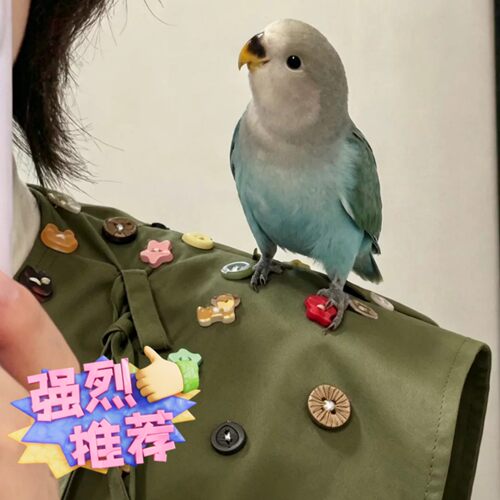 鹦鹉站肩披肩外出遛鸟神