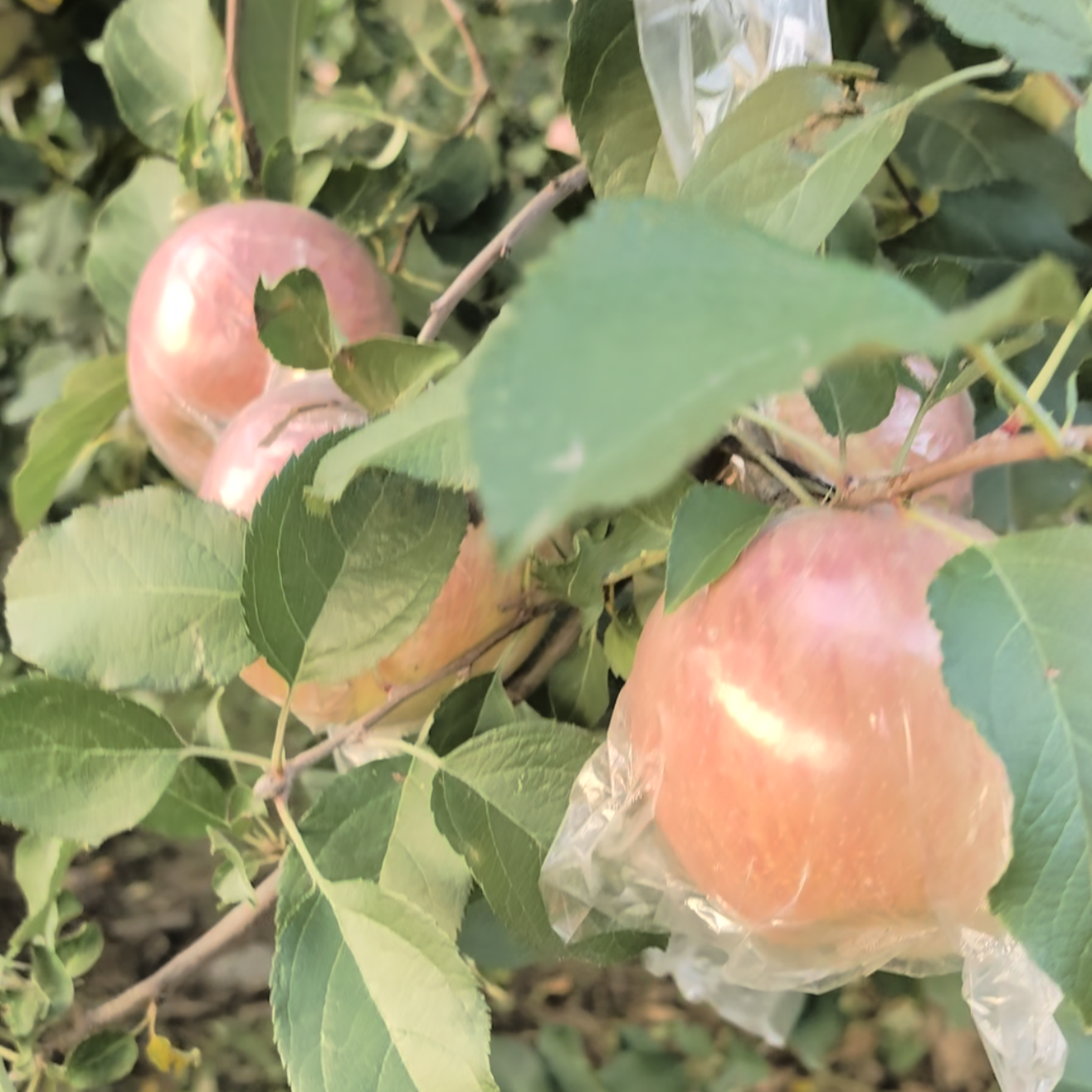 红富士苹果陕西礼泉新鲜水果当季采摘脆甜美味,水产肉类/新鲜蔬果/熟食,苹果,淘宝优惠券,粉丝福利购,淘宝优惠卷