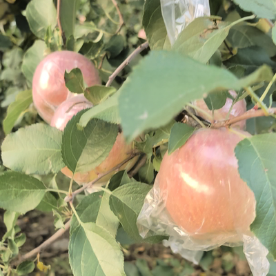 脆甜不打蜡不催红礼泉县80-85