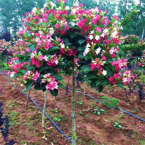 五彩锦带树苗庭院观赏花卉植物丛生红王子锦带花苗耐寒耐热风景树