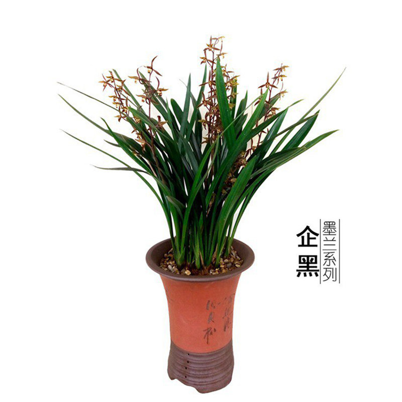 墨兰企黑名贵兰花苗盆栽浓香型花卉耐寒绿植物室内观赏带原土易种