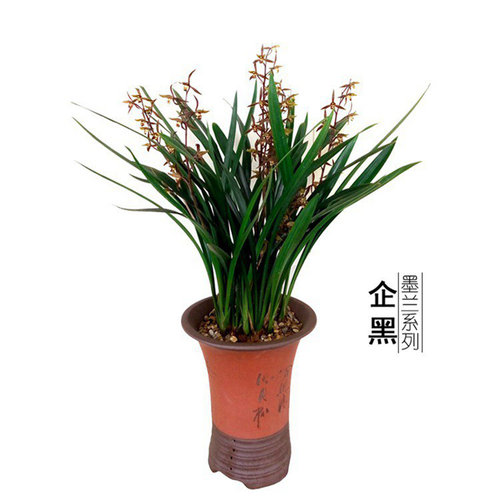 墨兰企黑名贵兰花盆栽
