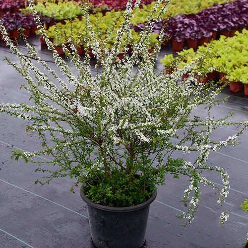 雪柳花苗阳台庭院观赏喷雪花树苗花园植物花卉独杆树状雪柳雪梅苗