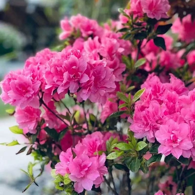 安酷杜鹃花苗盆栽植物花卉重瓣四季长绿杜鹃花康乃馨王妃阳台庭院