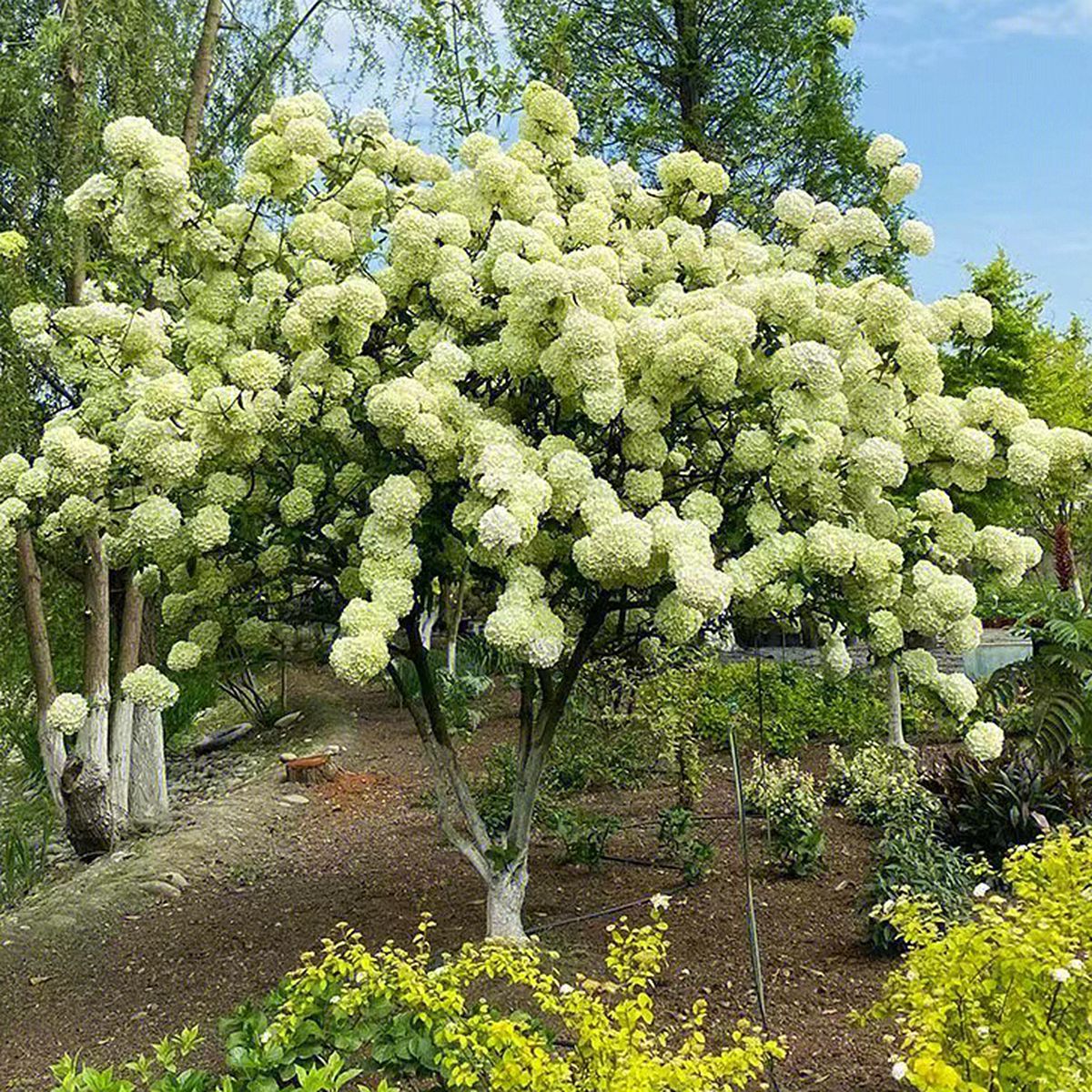 中华木绣球庭院观赏花卉花园植物重瓣木本绣球大花斗球盆栽地栽苗