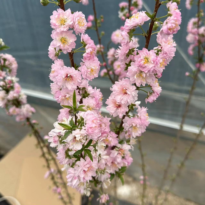 榆叶梅树苗实生郁李小桃红庭院阳台花卉植物嫁接重瓣榆叶梅珍珠李