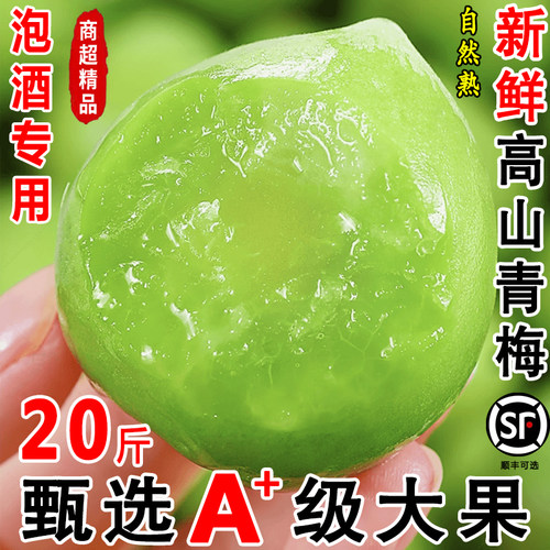 福建诏安青梅子新鲜大果泡酒专用