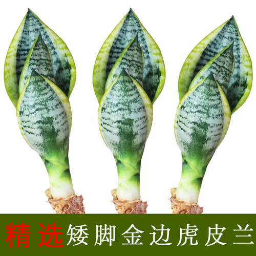 金边虎皮兰高脚品种金黄植物室内盆景净化空气矮脚虎尾兰盆栽绿植