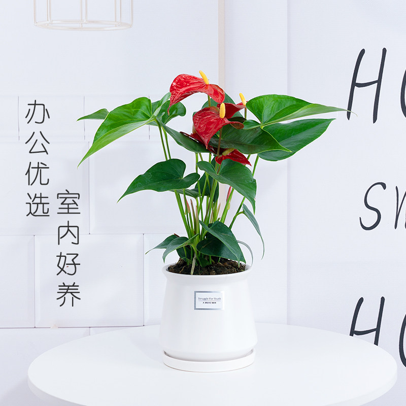 红掌盆栽室内好养植物鸿运当头一帆风顺水培粉掌绿植四季带花