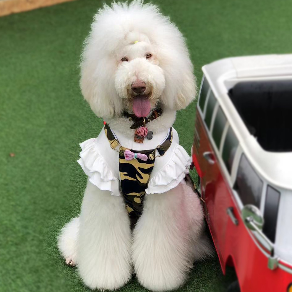 手工定制-哈尼原创设计 巨贵 古牧 金毛 拉拉中大型犬 迷彩背带裙