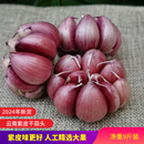 2024年新鲜云南大理紫皮大蒜头多瓣蒜红皮干蒜5斤大蒜红蒜紫皮蒜