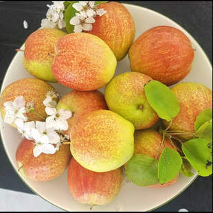 山东阳信梨新梨7号媚梨万亩梨园新产守护嗓子优质水果