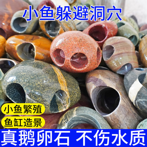 小鱼躲避洞穴石头鱼洞