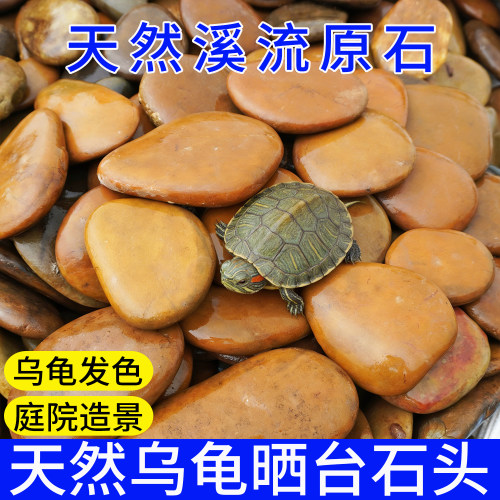 天然溪流原石乌龟晒台爬台石头庭院造景装饰水龟黄缘草龟发色专用