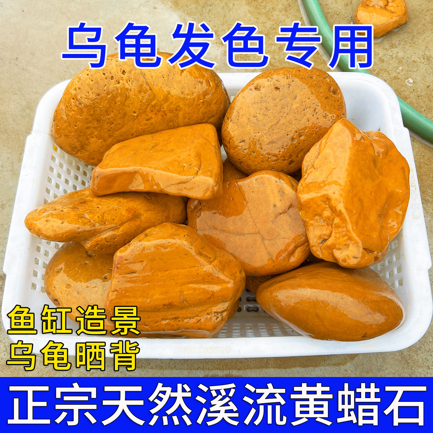 乌龟发色专用黄蜡石天然晒台鱼缸溪流造景小鹅卵石黄缘草龟垫脚石