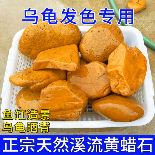 乌龟发色专用黄蜡石天然晒台鱼缸溪流造景小鹅卵石黄缘草龟垫脚石