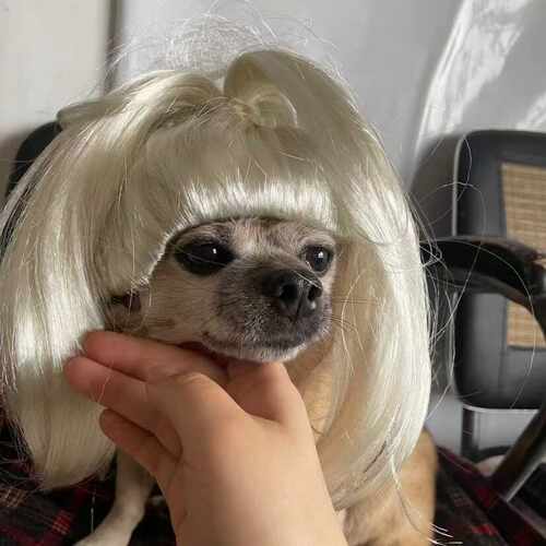 双血统小体赛级韩系马尔济斯犬