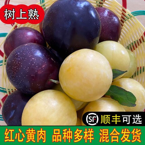 湖北襄阳枣阳大甜李子好品种新鲜现摘应当季水果3斤5斤整箱包邮