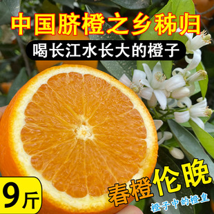 湖北宜昌秭归橙子应当季新鲜水果5斤9斤大果整箱包邮一级果九月红