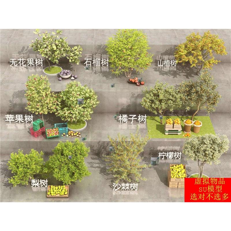 SU模型果树苹果树橘子树无花果树柠檬树梨树山楂树石榴树沙棘树
