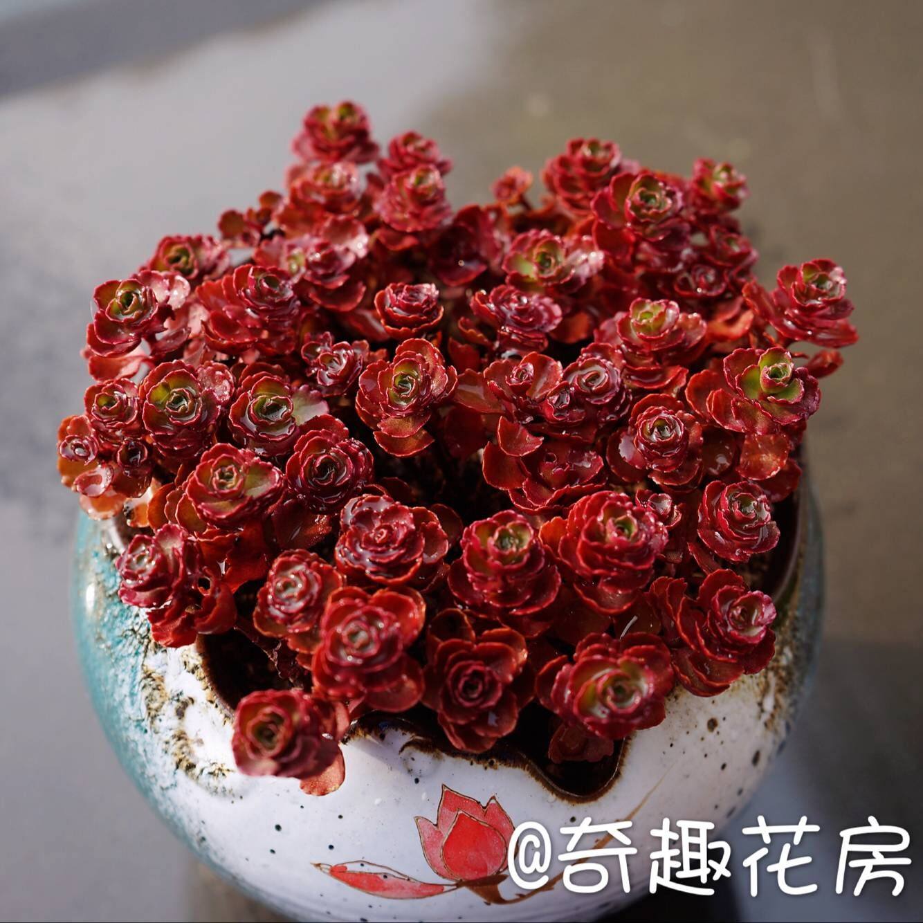 多肉植物小球玫瑰龙血景天白霜群生瑞典魔男 小球玫瑰锦 特价玫瑰