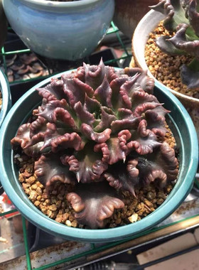 多肉植物黑饺子皮白饺子皮芭蕾舞者黑色波浪叶包菜老桩花卉盆栽