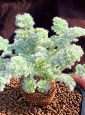 羽叶洋葵 枯木洋葵块根Pelargonium triste 室内植物绿植创意盆栽