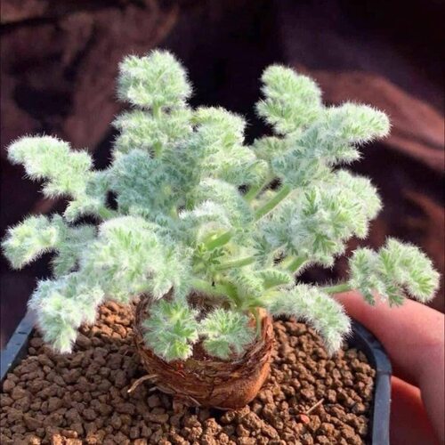 羽叶洋葵 枯木洋葵块根Pelargonium triste 室内植物绿植创意盆栽