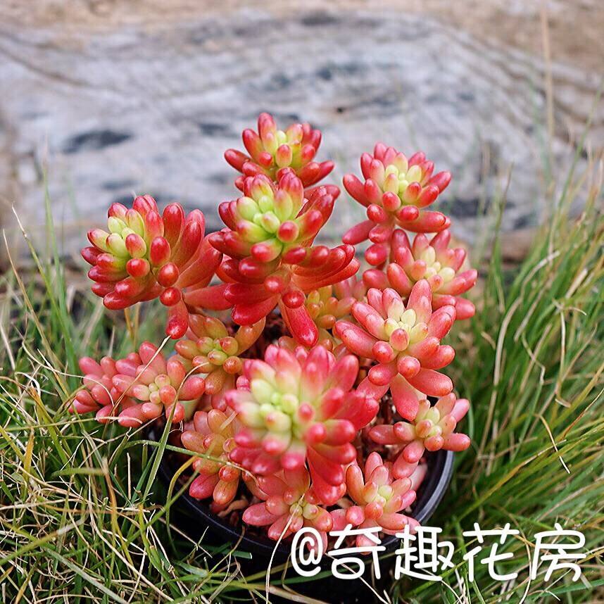 虹之玉锦多肉植物肉肉易爆盆群生多头办公室盆栽花卉绿植防辐射