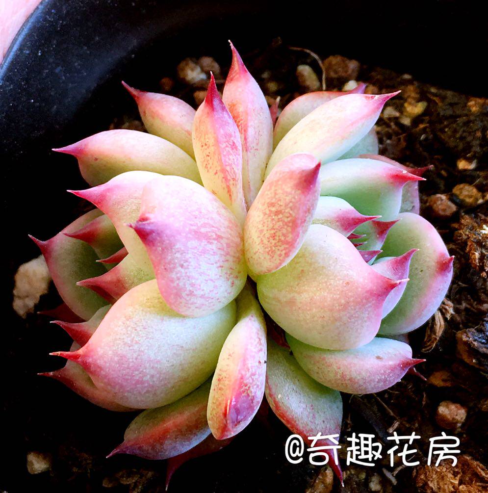 多肉植物丸叶克拉夫 紫蝶 鸡血水蜜桃绿植盆栽花卉多肉  巧克力线