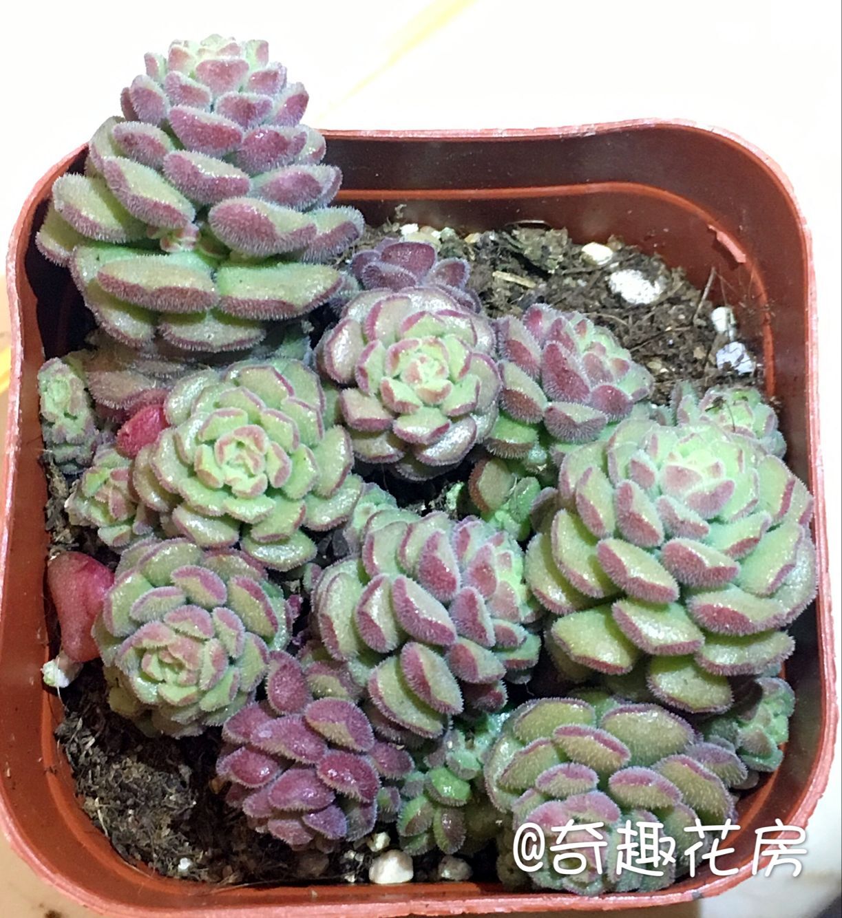 绿植奇迹小球玫瑰持莲华多肉植物