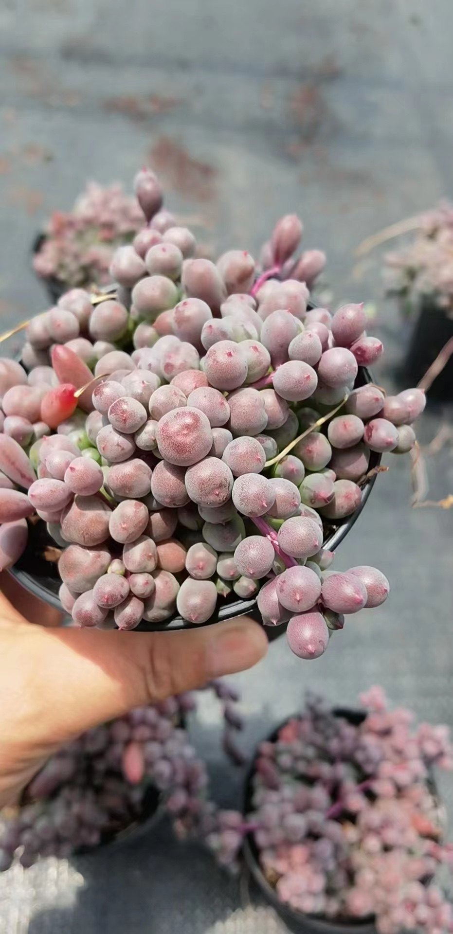 丸叶紫玄月多肉植物  紫葡萄肉肉带盆发 美观趣味肉肉 室内绿植