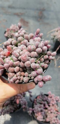 丸叶紫玄月多肉植物  紫葡萄肉肉带盆发 美观趣味肉肉 室内绿植