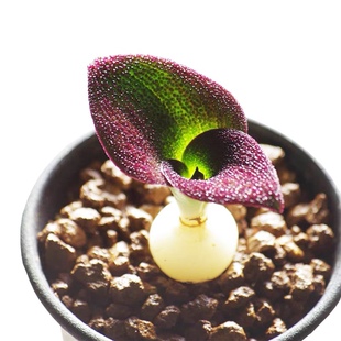 紫镜镜属风信子科多肉块根多年生鳞茎植物艳镜Massonia pustulata
