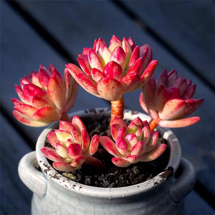 红稚莲老桩多头群生多肉植物盆栽办公室绿植花卉新手好养防辐射