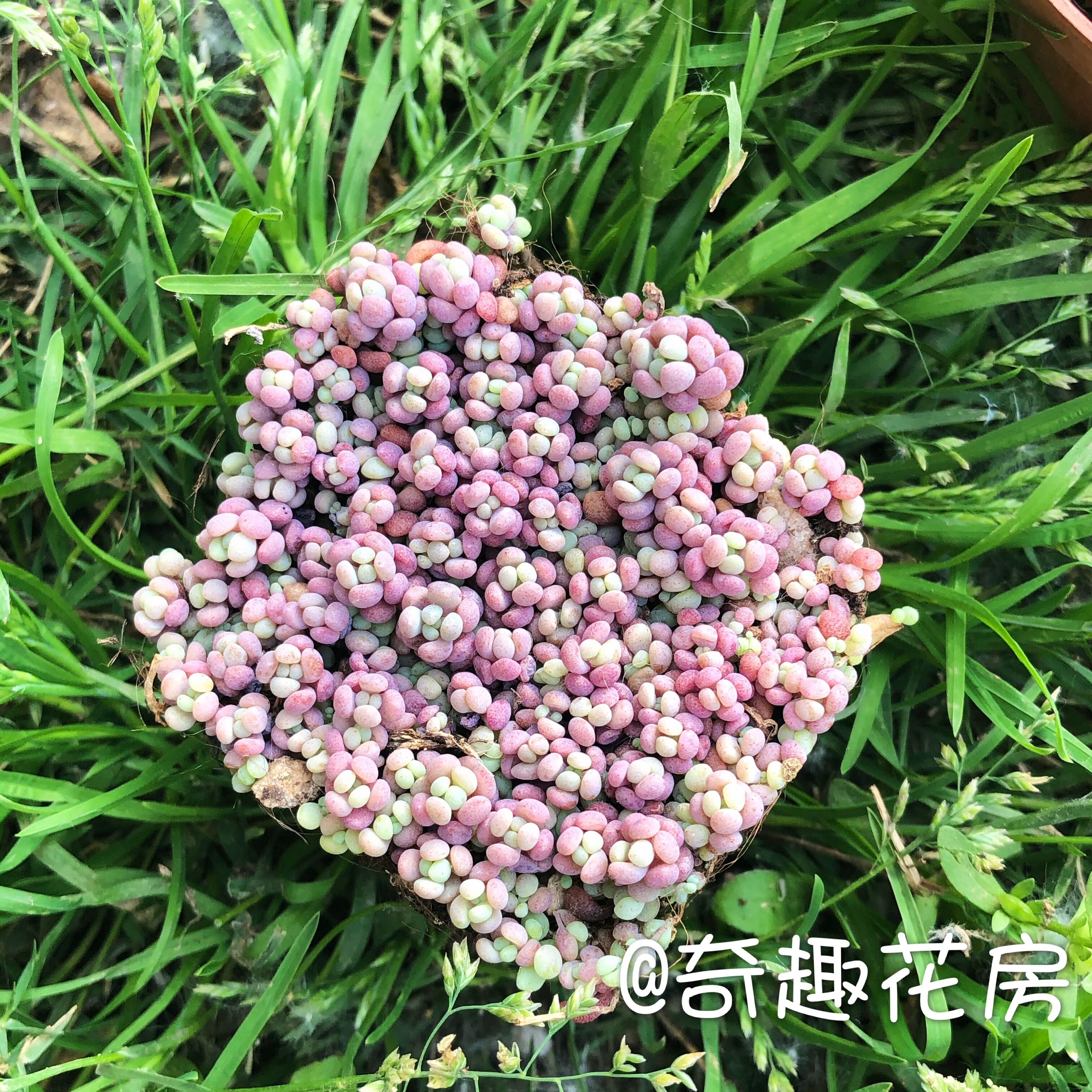 鱼子酱多肉植物大小球彩色浆果