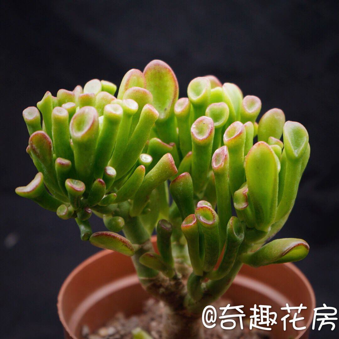 多肉植物【吸财树】块根多肉植物玉稚儿达摩绿塔玉椿多头群生老桩