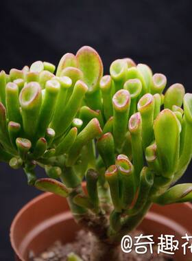 多肉植物【吸财树】玉群生老桩
