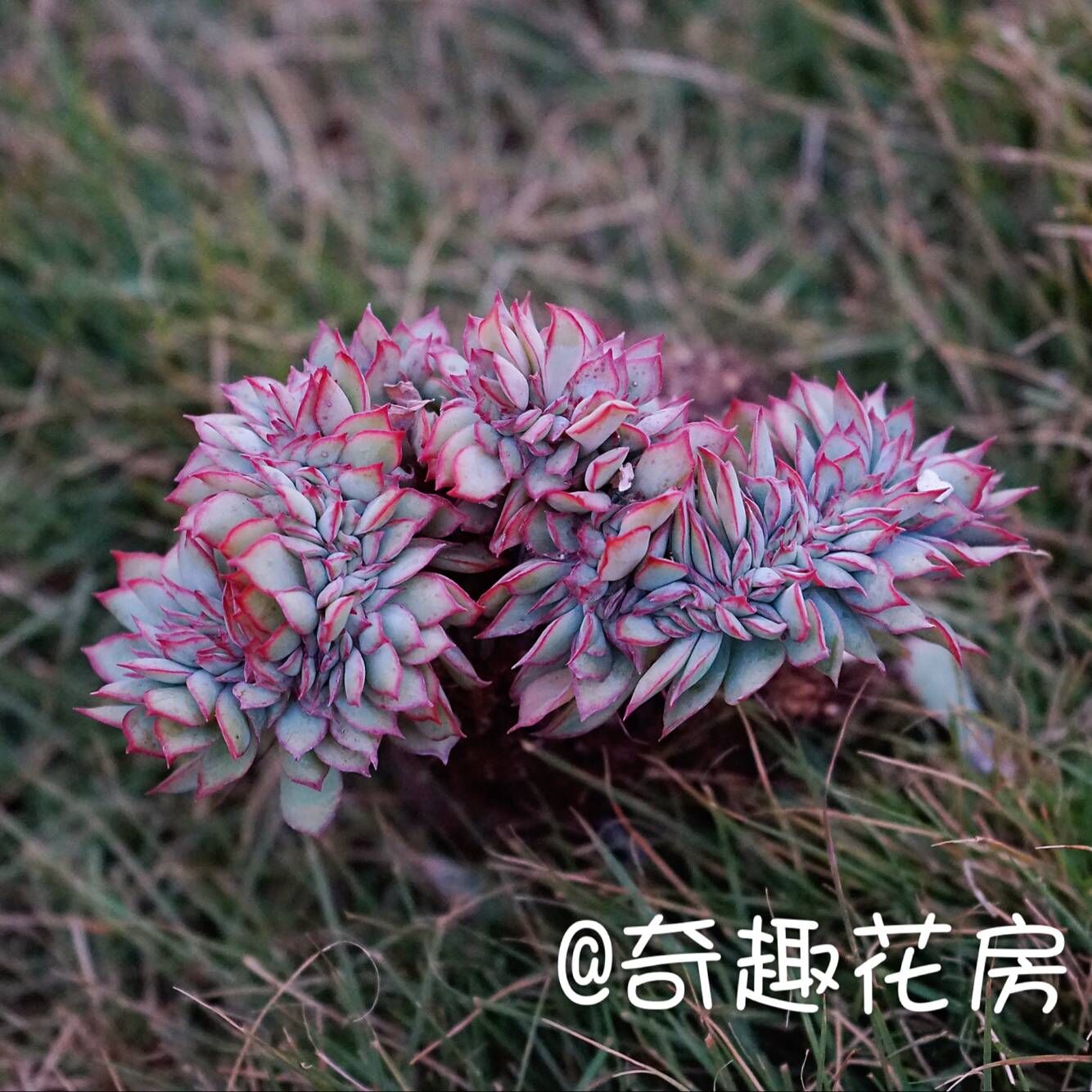 多肉植物月光女神缀化10棵进口