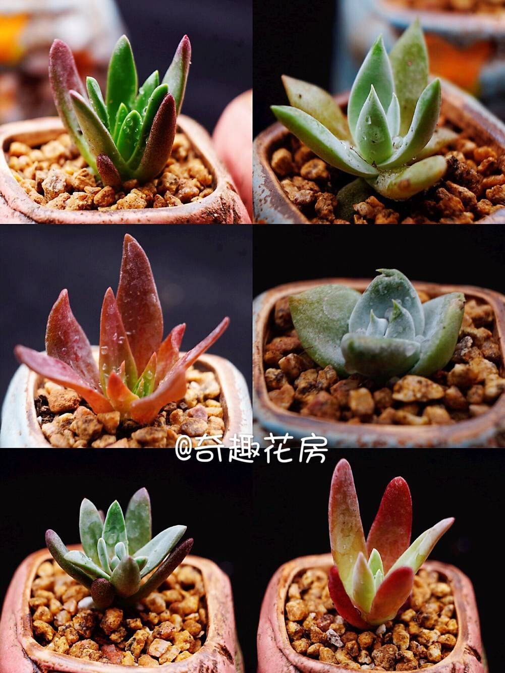 雪山仙女杯多肉植物奴婢吉娜仙女杯小苗组合初霜爱杜丸叶白菊鱿鱼