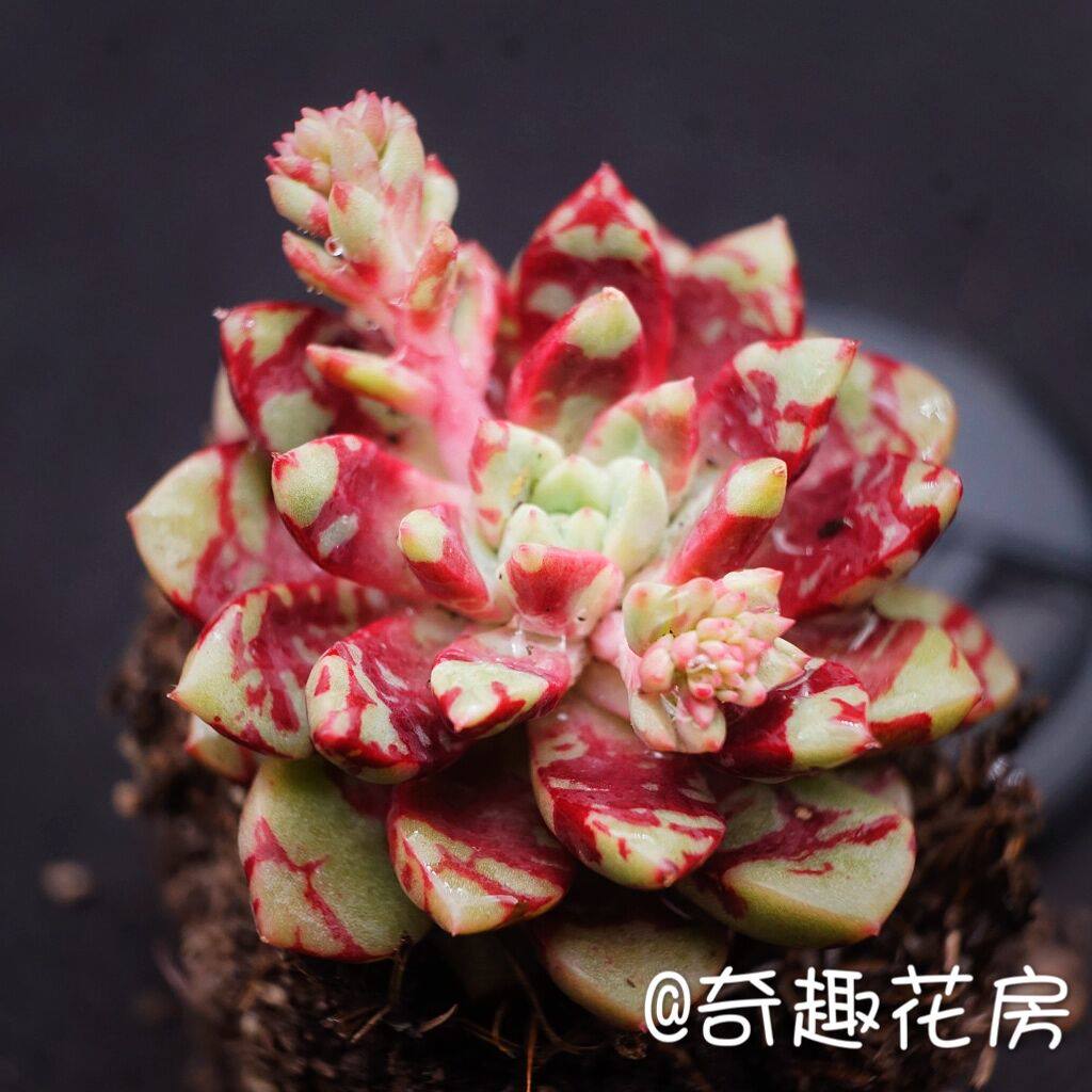 水晶玫瑰多肉植物血滴子双头肉肉阳台办公室内花卉净化空气绿植