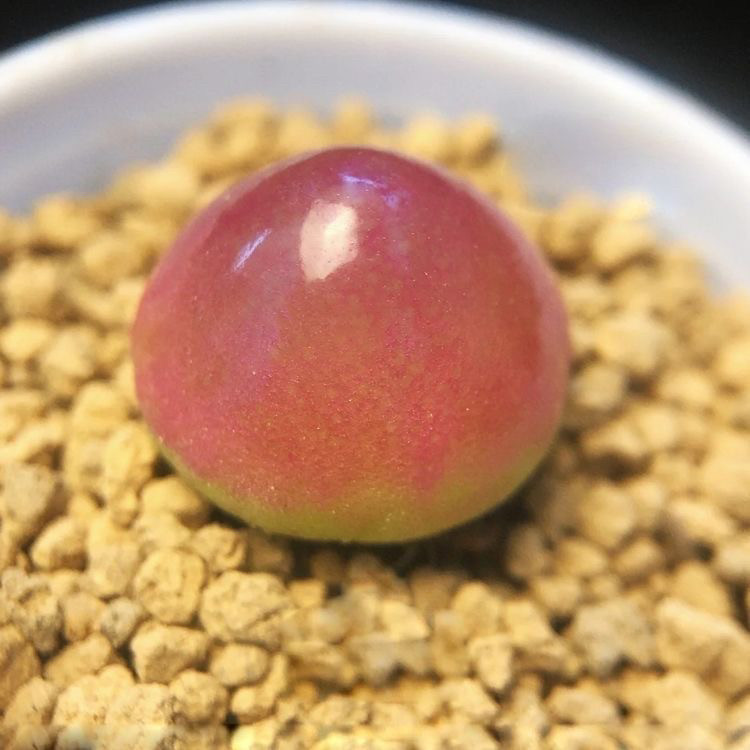 绿紫勋生石花多肉植物碧光环灯泡