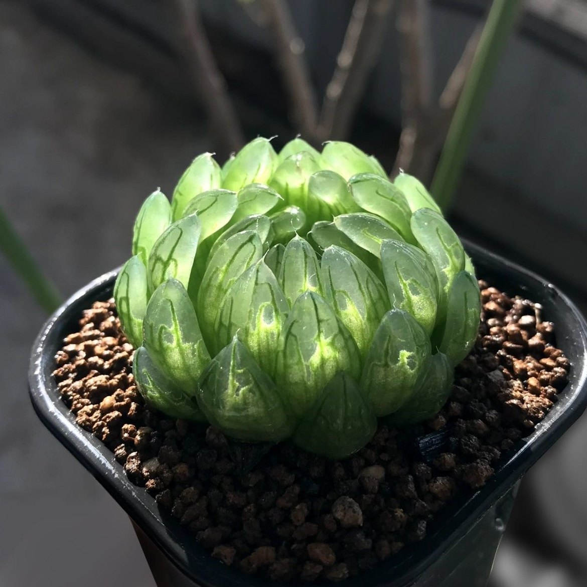 蝉翼玉露多肉植物罕见十二卷含盆发货叶子像蝉的翅膀玉露樱变女神