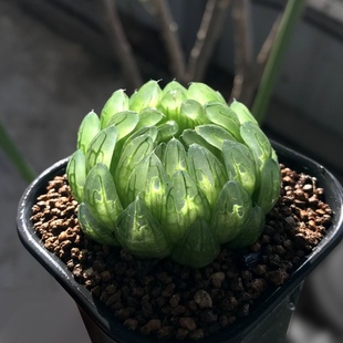 蝉翼玉露多肉植物罕见十二卷含盆发货叶子像蝉的翅膀玉露樱变女神