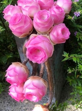 多肉植物粉山地玫瑰盖瑞米尔粉耶罗小球玫瑰锦 酒杯玫瑰休眠绿植