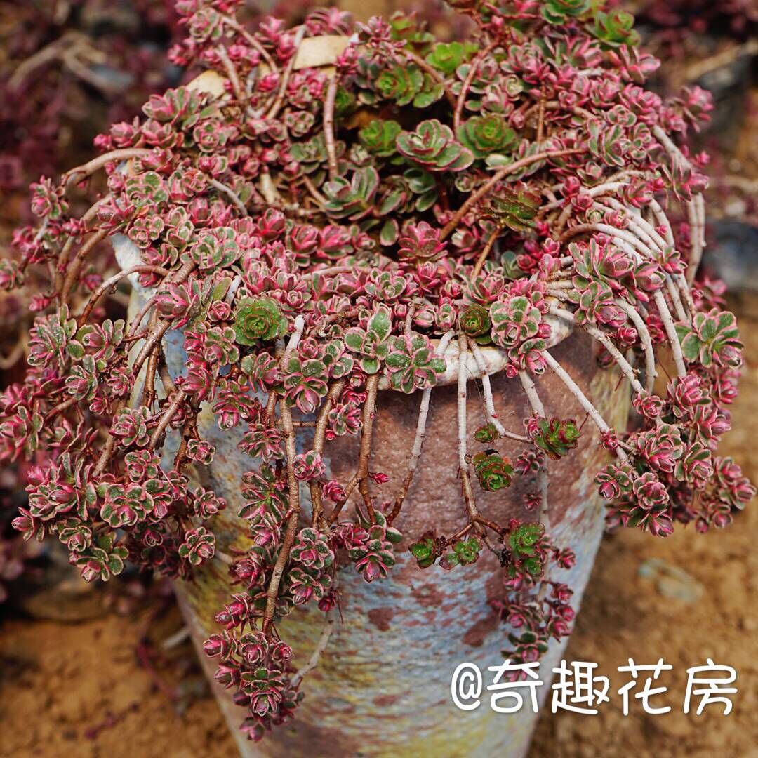 【老桩多头群生】多肉植物盆栽罗西玛胭脂云冰梅月影雨滴小球玫瑰-封面