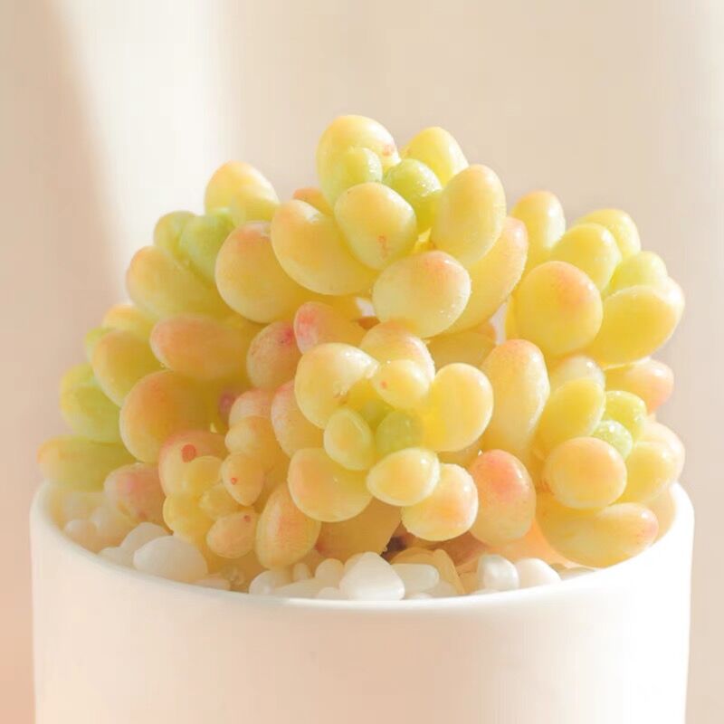 天使之泪多肉植物阳台凝脂莲劳尔